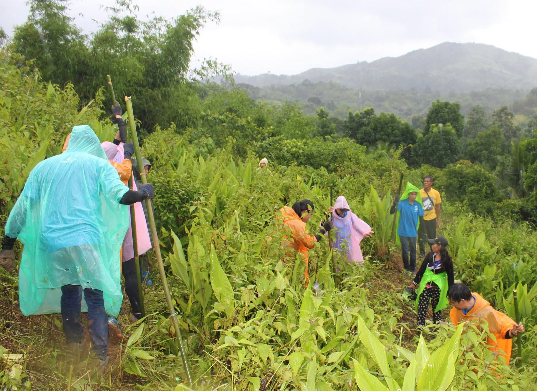 Tree-planting