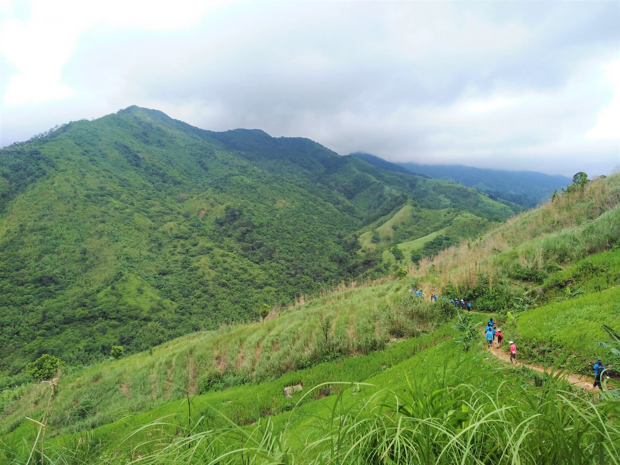 Tree-planting