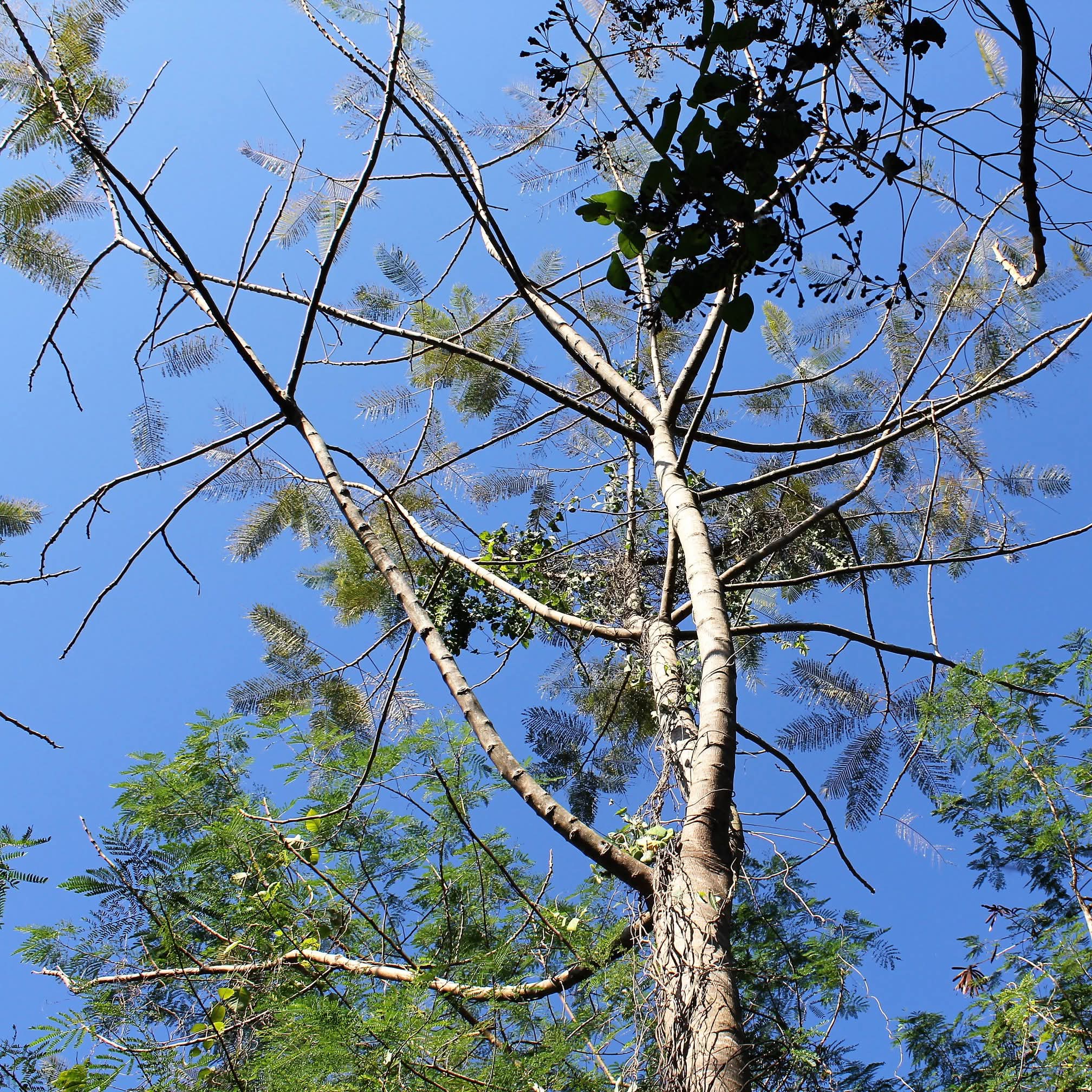 Tree-planting