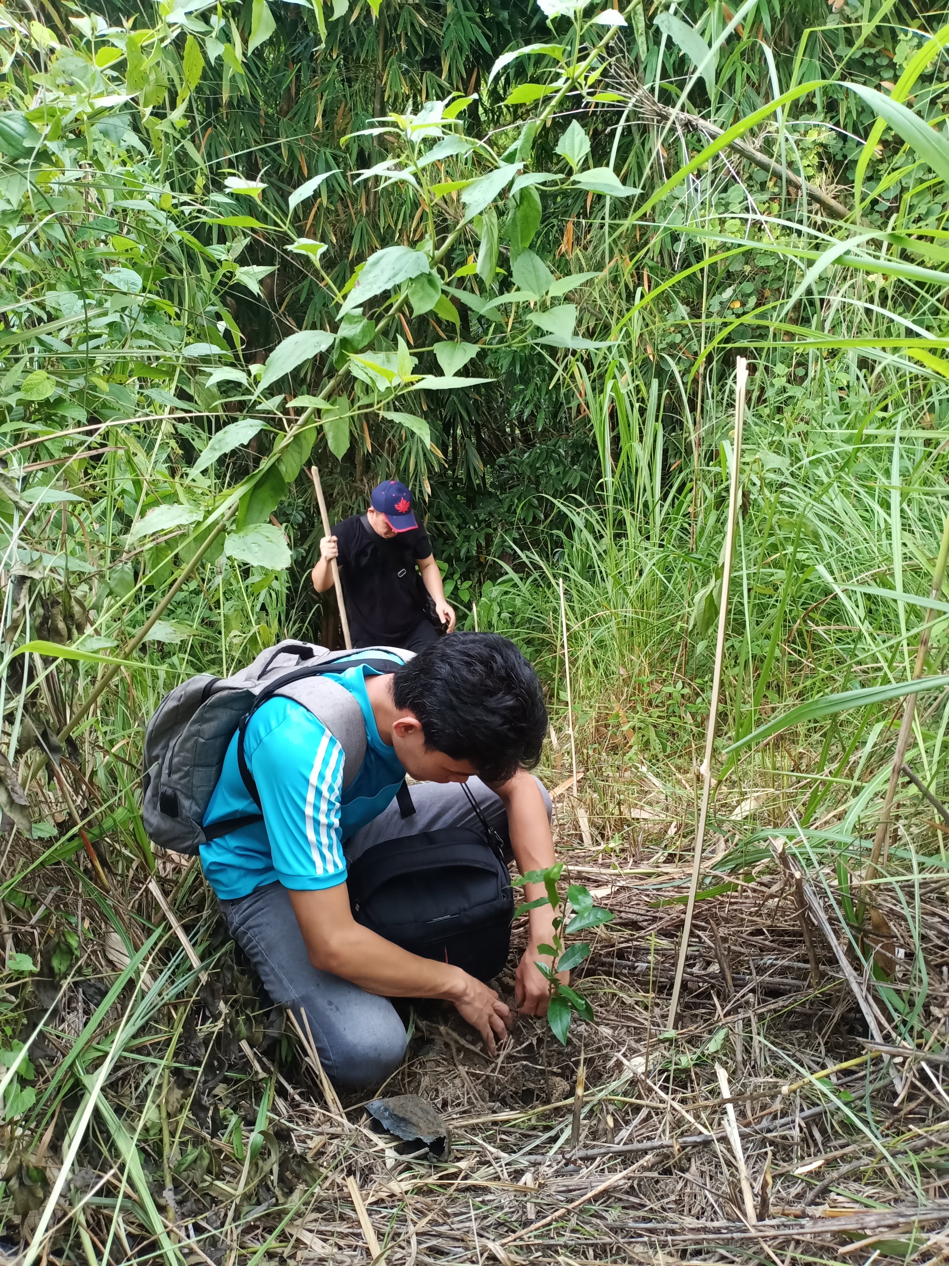 Tree-planting